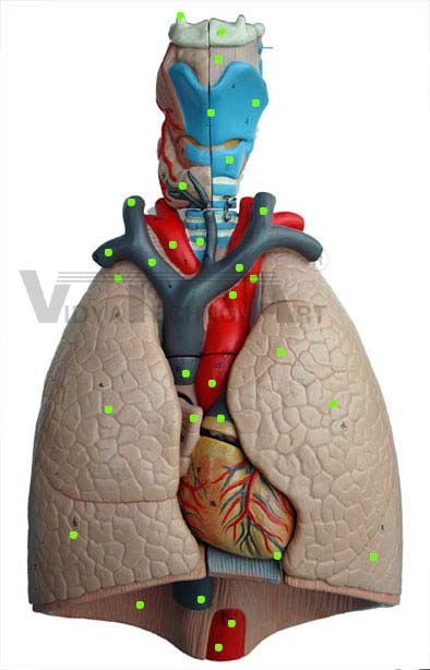 Lung Model